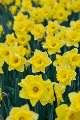 field yellow daffodil dutch master