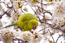 A ring-necked parakeet, also known as rose-ringed parakeet, munches on the flowers of a cherry blossom tree in a park