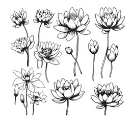 Sticker - Vector lotus flower. Floral botanical flower. Isolated illustration element.