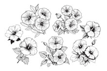 Collection Set Of Morning Glory Flower And Leaves Drawing Illustration. For Pattern, Logo, Template, Banner, Posters, Invitation And Greeting Card Design.