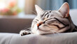 Extreme closeup of an American Shorthair cat sleeping with closed eyes on a sofa in a living room. Generative Ai.