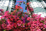 Fototapeta Boho - Blooming bougainvillea pink flowers in the city, skyscrapers in the background.