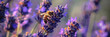 Bees pollinate flowers. Bees collect nectar. Bee flying around flowers. Purple background.