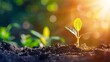 Young Plant Sprout Growing in Soil with Nature Background and Sun Rays, Ecology Concept