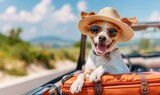Fototapeta Koty - Cute dog goes on a trip by car with suitcases. Concept tourism, vacation.