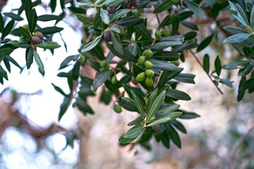 Canvas Print - Olive grove. Green olive tree with fruits