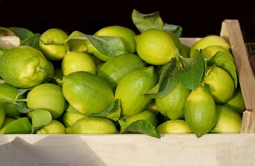 Sticker - Lemons in a box at the market. Fresh lemon with leaves. Lemon Tree. Box of yellow lemons with fresh lemon tree leaves