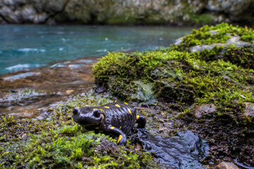 Wall Mural - Fire salamander (Salamandra salamandra) close to a mountain brook. Colorful amphibian animal with black with yellow spots. Grivò creek, Faedis, Udine province, Friuli Venezia Giulia region, Italy.