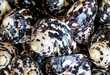 Ein Hintergrundbild, oder eine textur mit Meeresmuscheln, Meeresschnecken. Wunderschöne Schalentiere.
