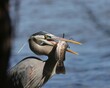 Great Blue Heron with its Fresh Fish Catch 