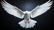 White dove in flight on black backgroud.

