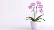  potted orchid with delicate, cascading flowers, a symbol of elegance, isolated on a white background.