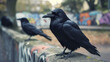 Black ravens perched on graffiti wall.