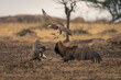 Three lappet-faced vultures fight over gazelle carcase