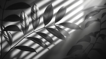 Leinwandbilder - Shadow of window blinds on transparent background. Overlay effect plant leaf. Reflection shadow blinds. Light from window on wall office. Realistic soft shade blind. Horizontal mockup. Modern