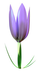 Wall Mural - 3D Rendering Crocus Flower on White