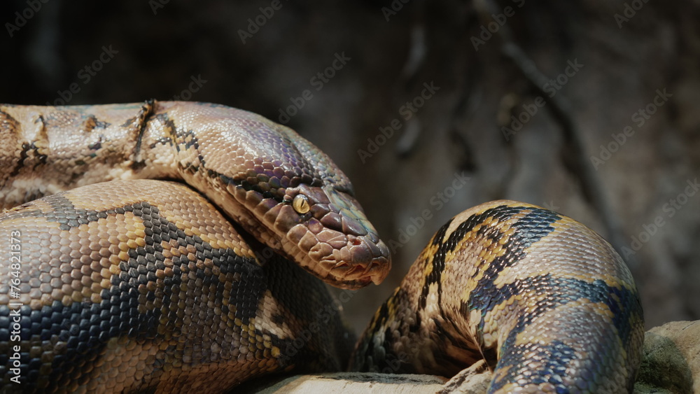 Photo Stock Big reticulated python crawling along the branches of a ...