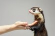 A human hand gently grasping a ferret looking up with curiosity and alertness