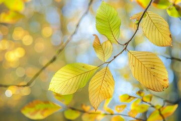 Poster - Close-up of leaves transitioning to a yellow hue against a soft-focus background symbolizing autumn