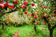An orchard with ripe apples hanging from the trees, suggesting a fruitful harvest with a ladder present for picking, evoking a serene agricultural setting