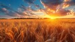 wheat field under sunset light