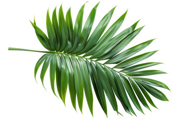 Poster - Clipping path for palm leaf isolated on white background
