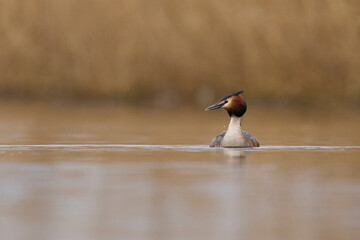 Wall Mural - Great Crested Grebe (Podiceps cristatus) swimming on a lake in the Somerset Levels, Somerset, United Kingdom.