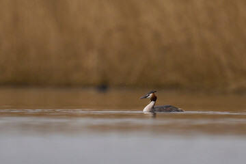 Wall Mural - Great Crested Grebe (Podiceps cristatus) swimming on a lake in the Somerset Levels, Somerset, United Kingdom.