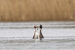 Great Crested Grebe (Podiceps cristatus) courtship dance with weed on a lake in the Somerset Levels, Somerset, United Kingdom.