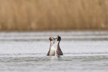 Wall Mural - Great Crested Grebe (Podiceps cristatus) courtship dance with weed on a lake in the Somerset Levels, Somerset, United Kingdom.