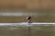 Great Crested Grebe (Podiceps cristatus) shaking and spraying water droplets from its beak whilst swimming on a lake in the Somerset Levels, Somerset, United Kingdom.  