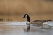 Canada Goose (Branta canadensis) swimming on a lake on the Somerset Levels in Somerset, United Kingdom.