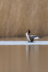 Wall Mural - Great Crested Grebe (Podiceps cristatus) flapping its wings on a lake in the Somerset Levels, Somerset, United Kingdom.   