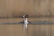 Great Crested Grebe (Podiceps cristatus) courtship on a lake in the Somerset Levels, Somerset, United Kingdom.
