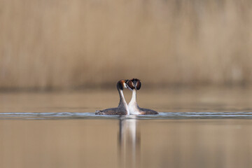 Wall Mural - Great Crested Grebe (Podiceps cristatus) courtship on a lake in the Somerset Levels, Somerset, United Kingdom.