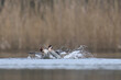 Great Crested Grebes (Podiceps cristatus) fighting over territory during the start of the breeding season in spring on a lake in the Somerset Levels, Somerset, United Kingdom.