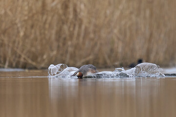 Wall Mural - Great Crested Grebes (Podiceps cristatus) fighting over territory during the start of the breeding season in spring on a lake in the Somerset Levels, Somerset, United Kingdom.