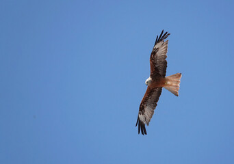 Wall Mural - A red kite, milvus milvus, flying high in a clear blue sky and looking down searching for prey on the ground. 