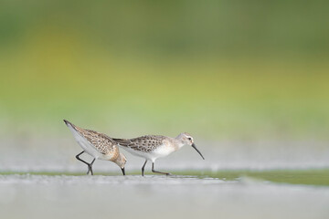 Wall Mural - Fine art portrait of two Curlew sandpiper (Calidris ferruginea)