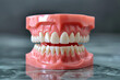 Model of dental teeth made of plastic