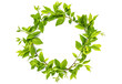Green leaf wreath isolated on white transparent background, png. Top view