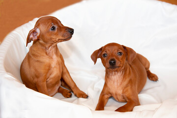 Canvas Print - Two playful, cheerful zwergpinscher puppies. 