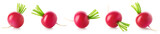 Fototapeta  - Collection of fresh small garden radishes on white background