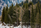 Fototapeta Las - snow covered trees