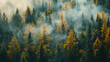 Realistic photography of coniferous forest. Abstract background of a northern forest