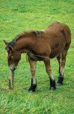 Fototapeta Konie - Cheval Ardennais, cheval de trait