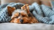 © SkoldPanda - yorkshire Terrier Resting on Sofa in Comfort