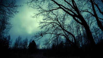 Poster - dark, mystic, magic, fairytale trails into the forest into an autumn foggy day.