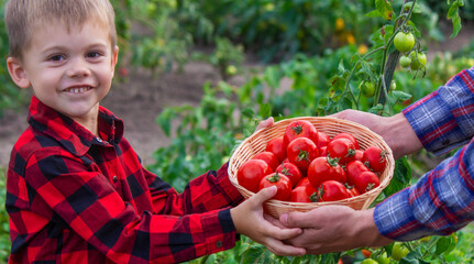 Poster - a farmer man and his son pick tomatoes. Selective focus