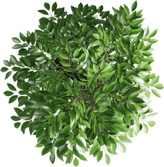 Top view of potted houseplant - Ficus
